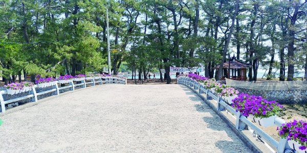 꽃길로 단장된 상주은모래비치 교량 및 입구 사진