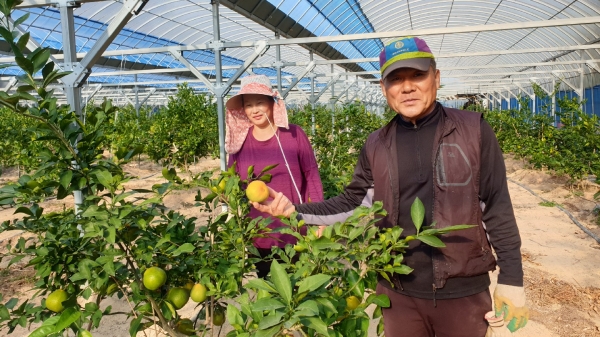 군내 아열대 과수인 ‘레드향’을 첫 수확하는 설천면 소재 김창일 씨의 농장