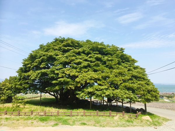 창선면의 왕후박나무 (천연기념물 제299호)