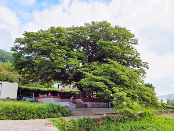 북구마을의 590년 된 느티나무 전경