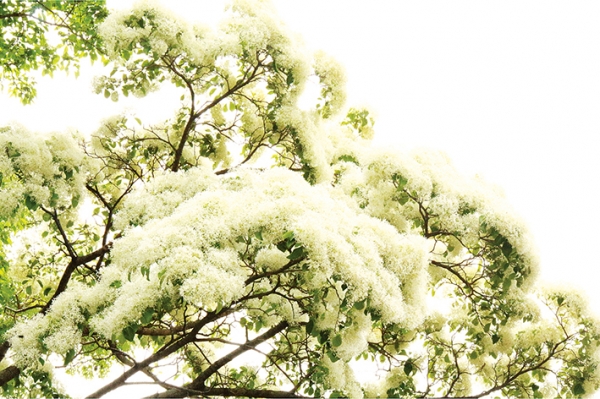 ‘영원한 사랑’과 ‘자기 향상’이라는 꽃말을 갖는 이팝나무는 우리 남해군을 비롯해 주로 남부지방에 자생하면서 5월 ~ 6월이면 활짝 만개한 꽃송이가 온 나무를 새하얗게 뒤덮어 마치 흰눈이 나무 잔가지에 내려 쌓인 풍경을 연출하는 듯 하다. 이팝나무는 ‘하얀 눈꽃’을 뜻하기도 하는데, 남해군 삼동면 은점마을의 200여 년 된 자생목을 비롯해 삼동 물건마을 물건방조어부림 등 군내 곳곳에서 강한 생명력을 뽐내며 남해의 역사와 함께 해 오고 있다. 사진은 삼동 물건마을 물건방조어부림에서 꽃피운 이팝나무의 자태