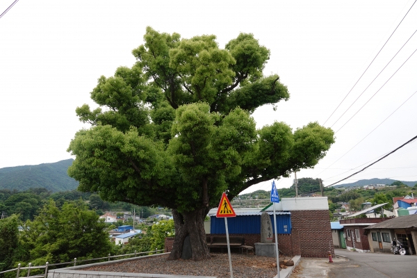 고현 동도마의 녹나무의 풍채