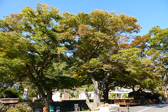상주 두모마을에 남해군 보호수로 지정된 수령 250년의 느티나무 고목이 있다