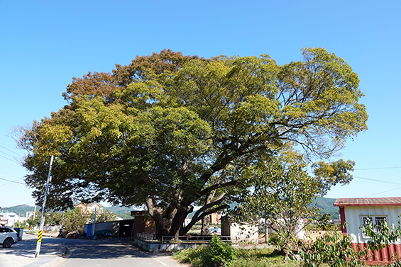 창선면 상죽마을에 있는 수령 240살의 느티나무