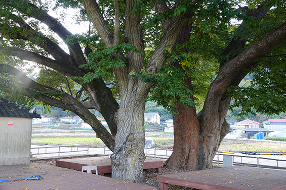 특이하게도 이 느티나무(오른쪽) 주위에 서어나무(중앙의 흰색 나무껍질)와 팽나무(왼쪽 검은색 나무껍질)이 함께 모여 있다