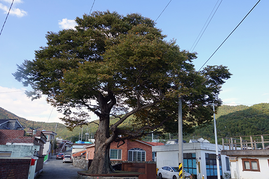 이동면 화계리에 수령 590년인 남해군 보호수 느티나무가 있다
