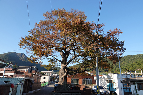 오래된 만큼 여기 저기 치료 흔적이 있고 길손을 위한 정자도 마련돼 있다