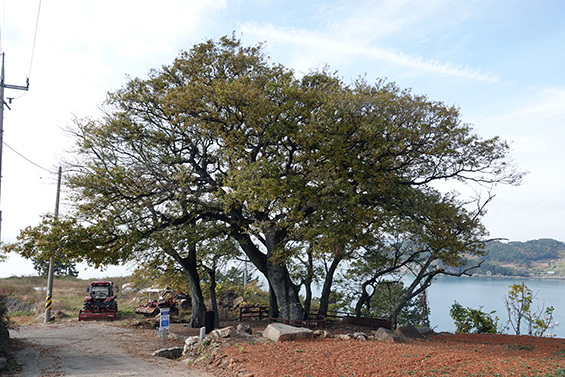 남면 선구마을에 수령 390년 된 남해군 보호수인 팽나무가 있다. 인근에 7장수 나무도 있다