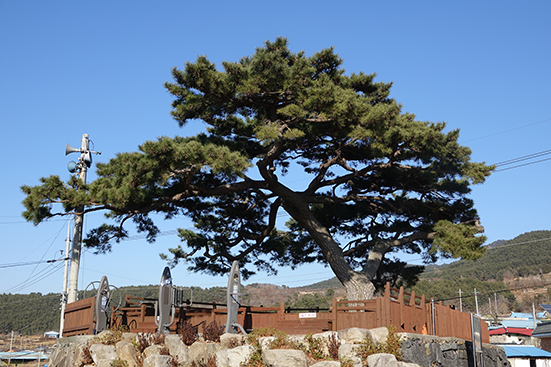 서면 남상에 있는, 수령 227년의 남해군 보호수 소나무가 위용을 자랑하고 있다