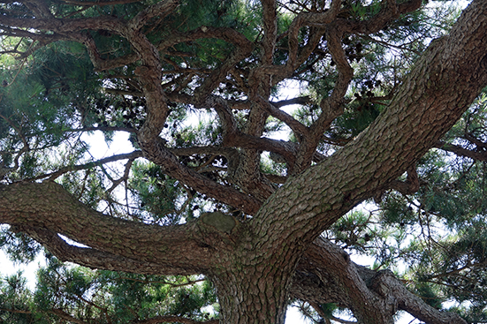 특별히 잘 자란 소나무로 삼송이라고도 칭해지는 이 나무에서 소나무의 높은 품격이 느껴진다