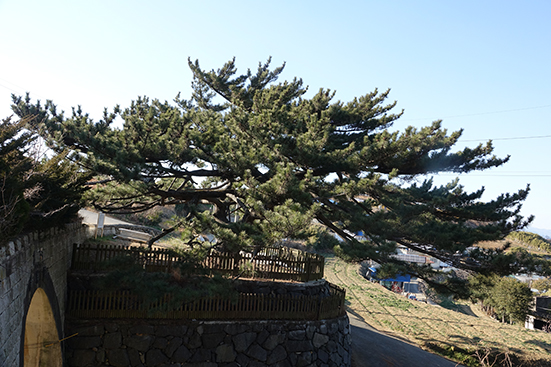 서면 노구마을의 솔정교와 함께 노구 가직대사 삼송이 위엄을 과시하며 서 있다