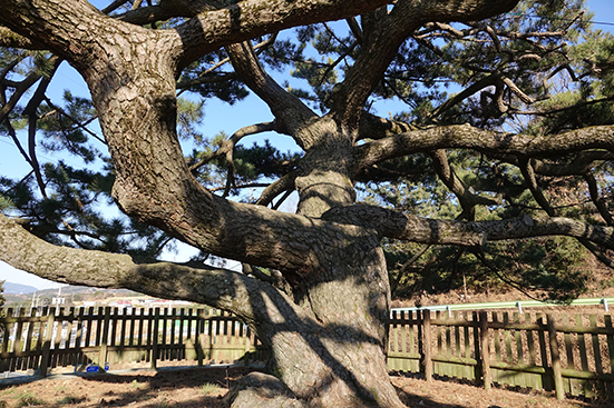 노구의 가직대사 삼송은 다른 마을 소재 삼송보다 수형이 더 울창하고 목질도 우람하다