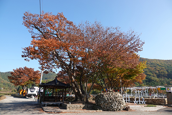 풍광이 수려한 내산마을에 보호수로 지정받은 240년 된 느티나무가 고목의 위용을 뽐내고 있다