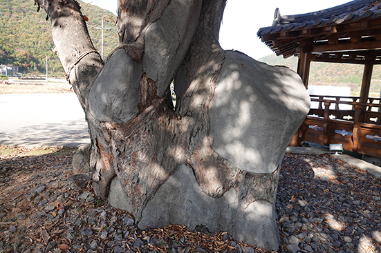 이 느티나무의 원래 둥치가 안타깝게도 잘려나간 상태다. 잔가지가 자라 무성한 나무가 됐다