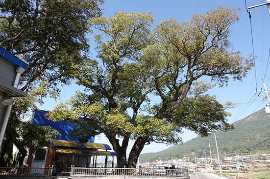 수령 210년으로 남해군 보호수로 지정된 창선해바리마을 팽나무가 늠름하다