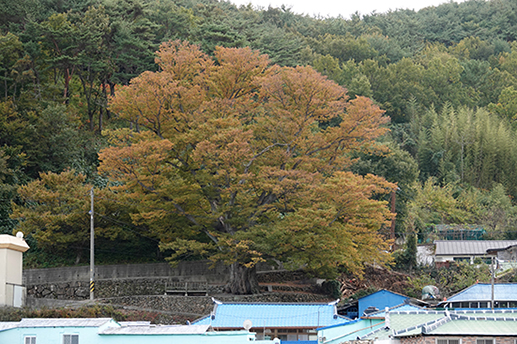 남면 평산리 오리마을에 수령 400년 된, 장수같이 늠름한 풍모의 느티나무가 서 있다