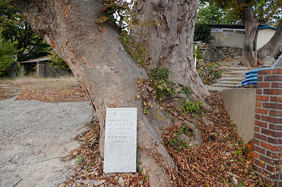 나무 아래에 보호수 지정을 알리는 대리석이 놓여 있는데 1982년에 새겼을 돌의 글귀는 희미해졌어도 200년 넘은 나무의 생명력은 여전해서 놀랍기도 하다