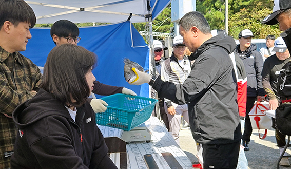 이날 대회에 출전한 선수들이 잡아 온 감성돔 등 어류의 크기와 무게를 계측하고 있다
