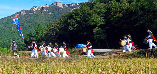 상주초등학교 다랑논 벼베기 행사에 상주중학교 사물놀이패가 풍물을 울려 수확의 기쁨과 공동체의 소중함을 배우는 시간을 가졌다